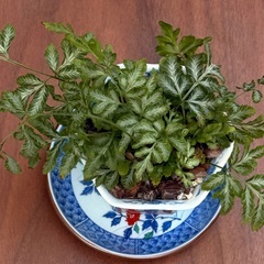 【有田焼鉢付き】プテリエス・エバージェミエンシス｜観葉植物 17cm シダ植物の画像