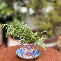 【有田焼鉢付き】プテリエス・エバージェミエンシス｜観葉植物 17cm シダ植物の画像
