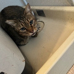 2歳くらいの保護猫リクちゃん
