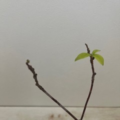 【お話中】沈丁花とガーデンシクラメンの画像