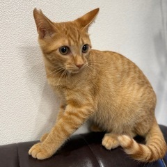 甘えん坊のチャトラくん