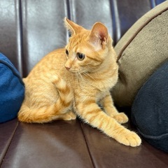 甘えん坊のチャトラくん - 猫