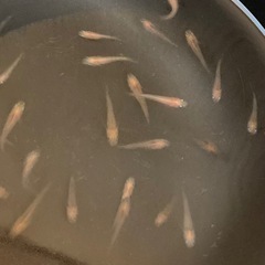 改良メダカ  幼魚  15匹  ✨紅薊✨の画像
