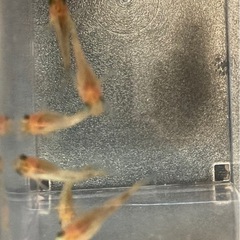 改良メダカ  幼魚  6匹  ✨紅薊ダルマ✨の画像
