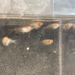 改良メダカ  幼魚  6匹  ✨紅薊ダルマ✨の画像