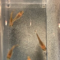 改良メダカ  幼魚  6匹  ✨紅薊ダルマ✨の画像