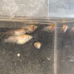 改良メダカ  幼魚  6匹  ✨紅薊ダルマ✨の画像