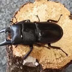 ヒラタクワガタ  ♂単品の画像