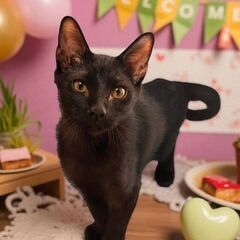 9月7日(日)✨🩷三鷹で猫の譲渡会🌟🌠🩷黒猫の男の子生後5…