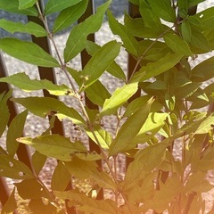 【決定】ムラサキシキブ　鉢ごと　大株　大苗の画像