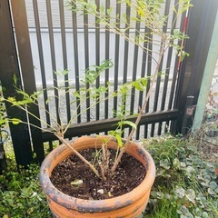 【決定】ムラサキシキブ　鉢ごと　大株　大苗の画像
