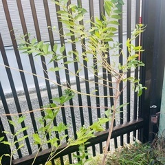 【決定】ムラサキシキブ　鉢ごと　大株　大苗の画像