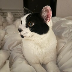 里親募集：とても人懐っこい可愛い猫ちゃん