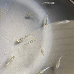 改良メダカ  幼魚  10匹  ✨アロエ✨の画像