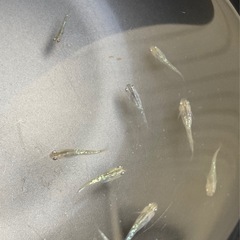 改良メダカ  幼魚  10匹  ✨アロエ✨の画像