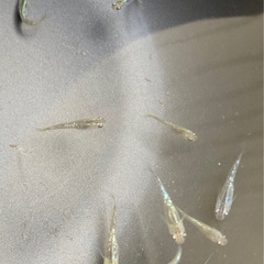 改良メダカ  幼魚  10匹  ✨アロエ✨の画像