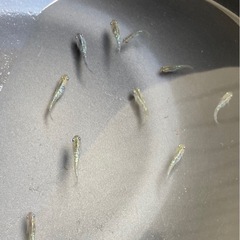 改良メダカ  幼魚  10匹  ✨アロエ✨の画像