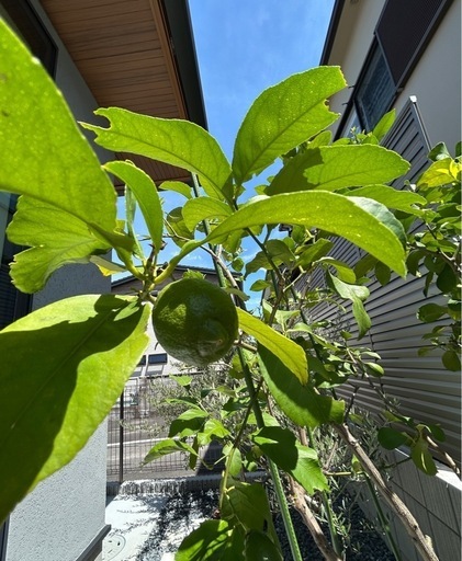 ◾️レモンの木☆ 実のなる木