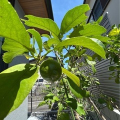 ◾️レモンの木☆ 実付きの画像