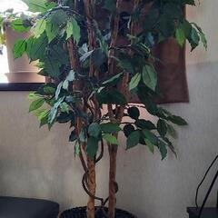 観葉植物　造花　の画像