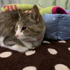 オス（成猫1〜3歳年齢不明） - 里親募集