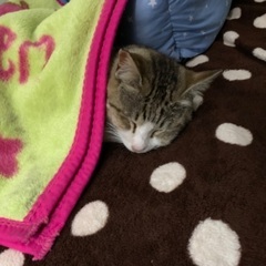 オス（成猫1〜3歳年齢不明） − 宮崎県