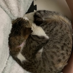 オス（成猫1〜3歳年齢不明） - 猫