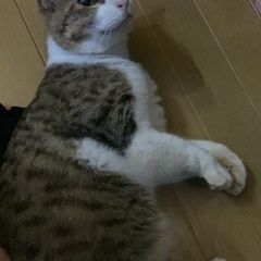 オス（成猫1〜3歳年齢不明） - 東諸県郡