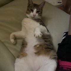 オス（成猫1〜3歳年齢不明）
