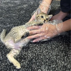 キジ君！オス