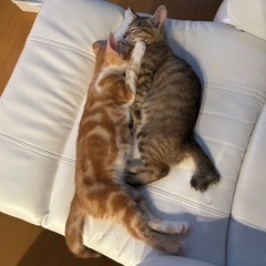 2匹ご一緒で