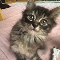 子猫のチョコくん里親さん募集中