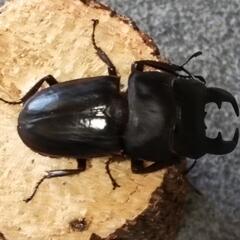 ヒラタクワガタ  ♂単品の画像
