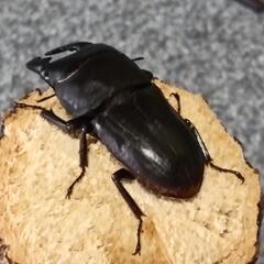 ヒラタクワガタ  ♂単品の画像