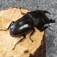 ヒラタクワガタ  ♂単品の画像