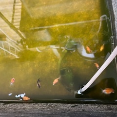 金魚　ピンポンパールの画像