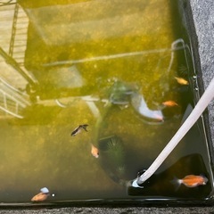 金魚　ピンポンパールの画像