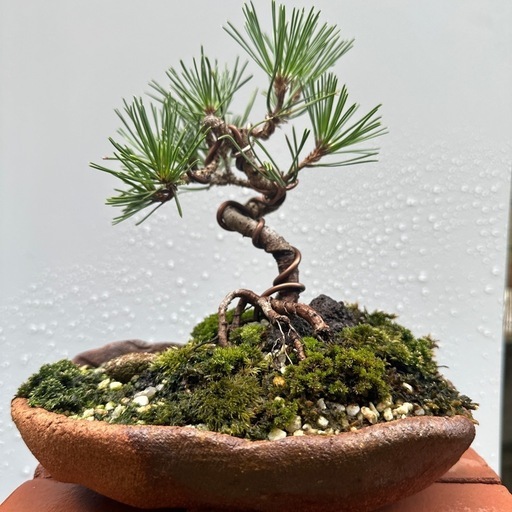 ミニ盆栽