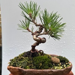 ミニ盆栽の画像