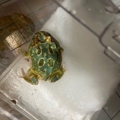 クランウェルツノガエルの画像