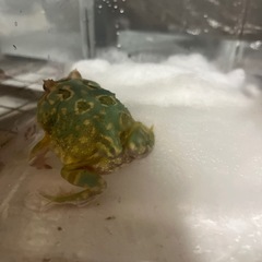 クランウェルツノガエルの画像