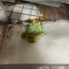 クランウェルツノガエルの画像