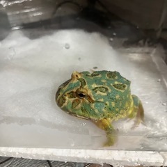 クランウェルツノガエルの画像