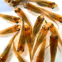 【改良メダカ】オレンジラメメダカの若魚の画像
