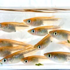 【改良メダカ】オレンジラメメダカの若魚の画像