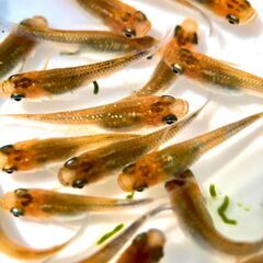 【改良メダカ】オレンジラメメダカの若魚の画像