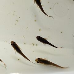 【めだか】サタン （ブラックヒレ長メダカ）　稚魚～幼魚おまけ込み10匹セット、今年産まれ　No2の画像