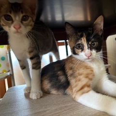 子猫※急募 10月で募集終了します - 猫