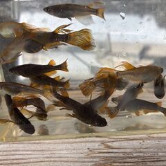 （決まりました）黄泉メダカ10匹＋α　1,000円　1セットのみです。の画像