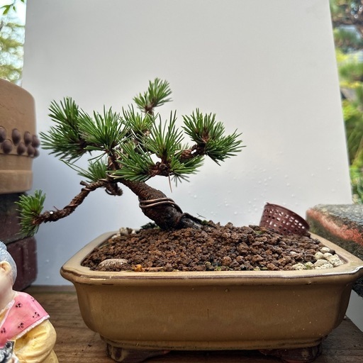 ミニ盆栽